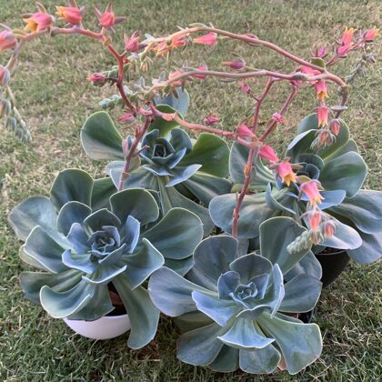 Echeveria Imbricata -Perfect for garden beds $10 each