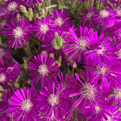 Mesembryanthemum (Pig face)-Display Only