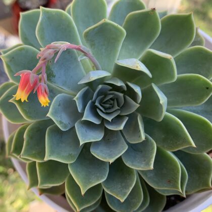 Echeveria glauca