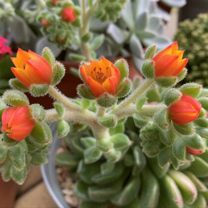 Echeveria Setosa Green -Display Only