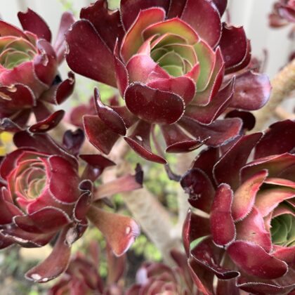 Aeonium-Display Only