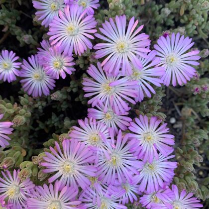 Mesembryanthemum (Pig face)-Display Only