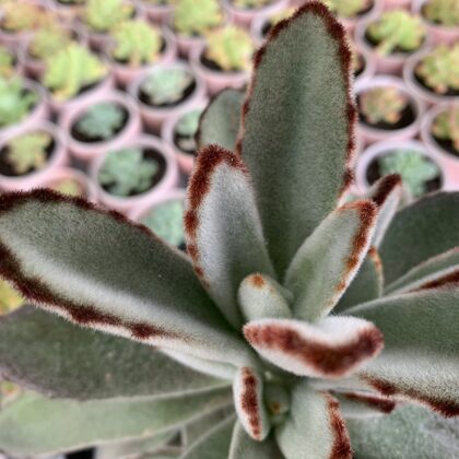 Kalanchoe tomentosa-Display Only