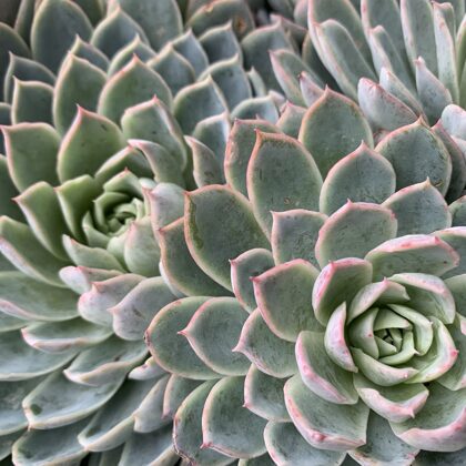 Echeveria glauca