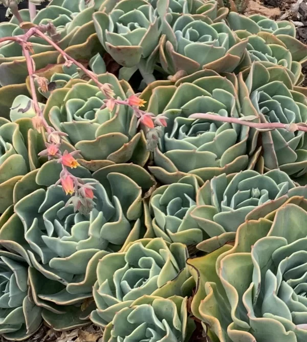 Echeveria Imbricata