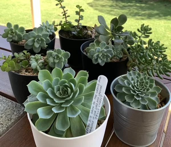 $15 each-Sample only