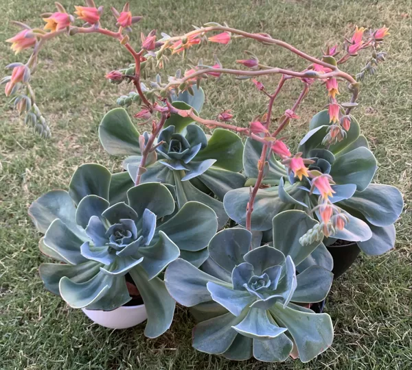 Echeveria Imbricata -Perfect for garden beds $10 each