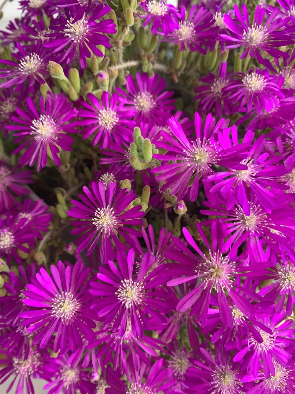 Mesembryanthemum (Pig face)-Display Only