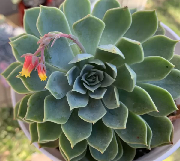 Echeveria glauca