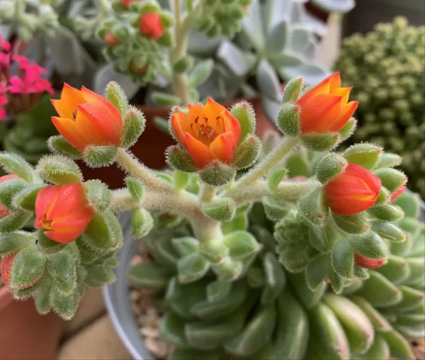Echeveria Setosa Green -Display Only
