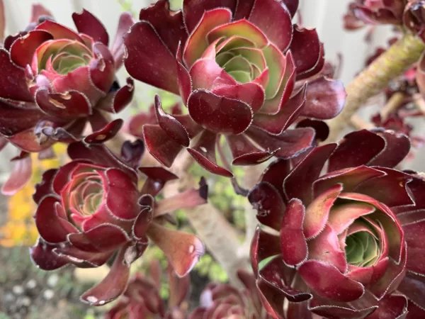 Aeonium-Display Only