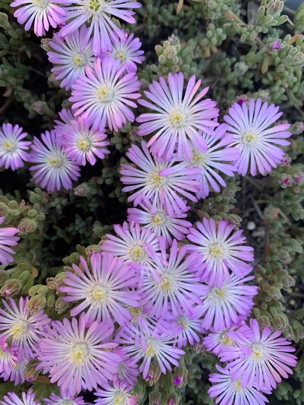Mesembryanthemum (Pig face)-Display Only