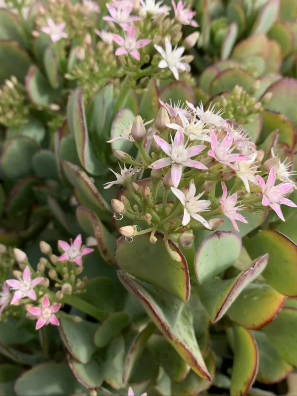 Crassula