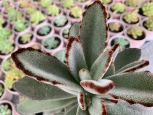 Kalanchoe tomentosa-Display Only