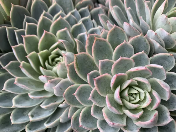 Echeveria glauca
