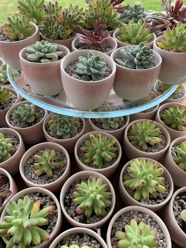 Display Only